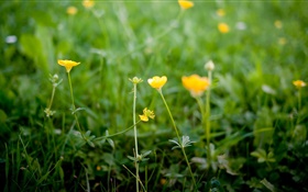 Yellow wildflowers HD wallpaper
