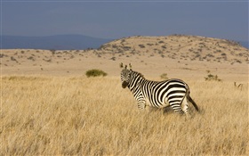 Zebra on the prairie HD wallpaper