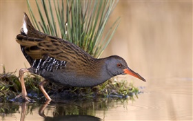 A bird in the water HD wallpaper