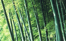 Air fresh bamboo forest HD wallpaper