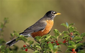 American robin birds, turdus, berries