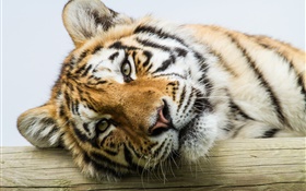 Amur tiger face close-up HD wallpaper