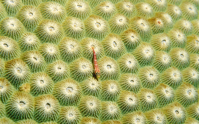 Anemone, little fish Wallpapers Pictures Photos Images