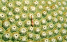 Anemone, little fish