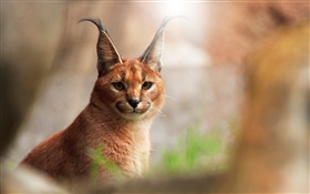 Animal close-up, caracal cat HD wallpaper
