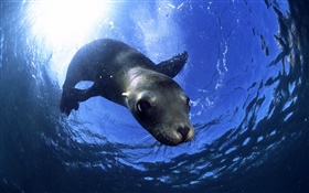 Animal seals close-up HD wallpaper
