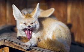 Animals, fox yawns HD wallpaper