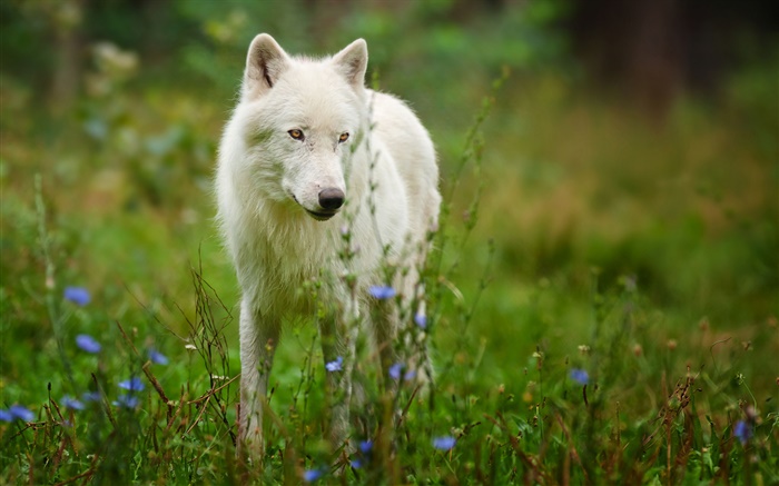 Arctic wolf Wallpapers Pictures Photos Images
