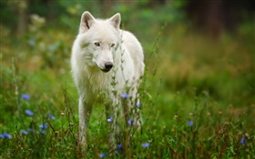 Arctic wolf HD wallpaper