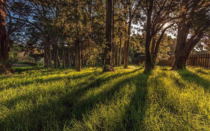 Auckland Botanic Gardens, trees, grass, New Zealand Wallpapers Pictures Photos Images