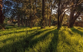 Auckland Botanic Gardens, trees, grass, New Zealand