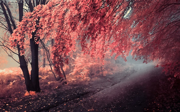 Autumn color, red leaves, path Wallpapers Pictures Photos Images