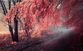 Autumn color, red leaves, path