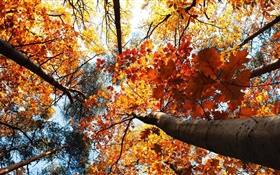 Autumn, maple trees, red leaves HD wallpaper