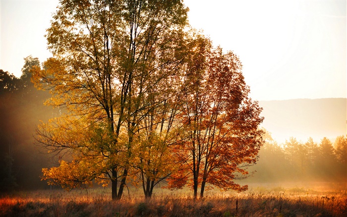 Autumn, morning, trees, fog Wallpapers Pictures Photos Images