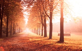 Autumn park, trees, path, yellow leaves HD wallpaper