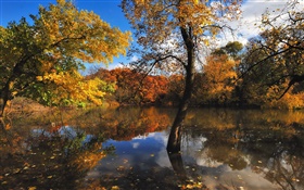 Autumn, pond, trees, water reflection HD wallpaper