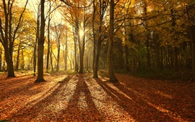 Autumn, red leaves, morning, trees, sun rays HD wallpaper