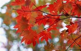 Autumn, red leaves, twigs HD wallpaper