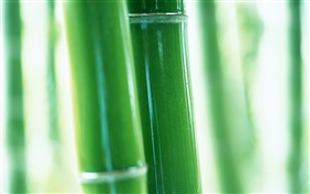 Bamboo branches close-up HD wallpaper