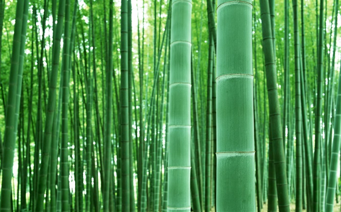 Bamboo forest, branches, green Wallpapers Pictures Photos Images