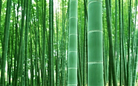 Bamboo forest, branches, green HD wallpaper