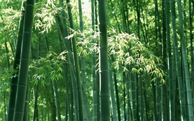 Bamboo forest in summer HD wallpaper
