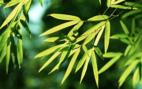 Bamboo leaves, sun HD wallpaper