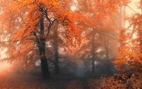 Beautiful autumn, trees, red leaves HD wallpaper