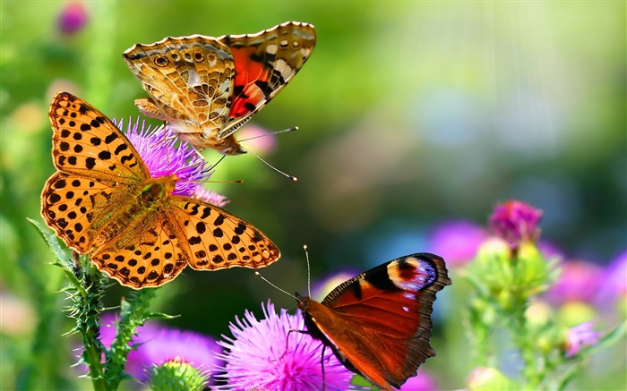 Beautiful butterflies Wallpapers Pictures Photos Images
