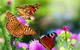 Beautiful butterflies HD wallpaper