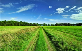 Beautiful nature landscape, fields, trees, road, sky HD wallpaper