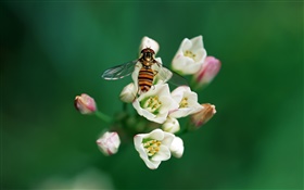 Bee with flowers HD wallpaper