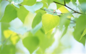 Birch leaves close-up, blurry HD wallpaper