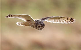 Birds close-up, owl flying HD wallpaper