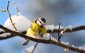 Birds close-up, titmouse, twigs, snow HD wallpaper