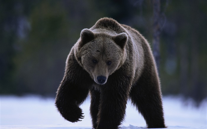 Black bear Wallpapers Pictures Photos Images