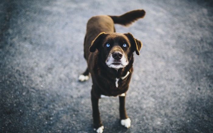 Black dog Wallpapers Pictures Photos Images