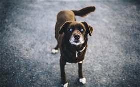 Black dog HD wallpaper
