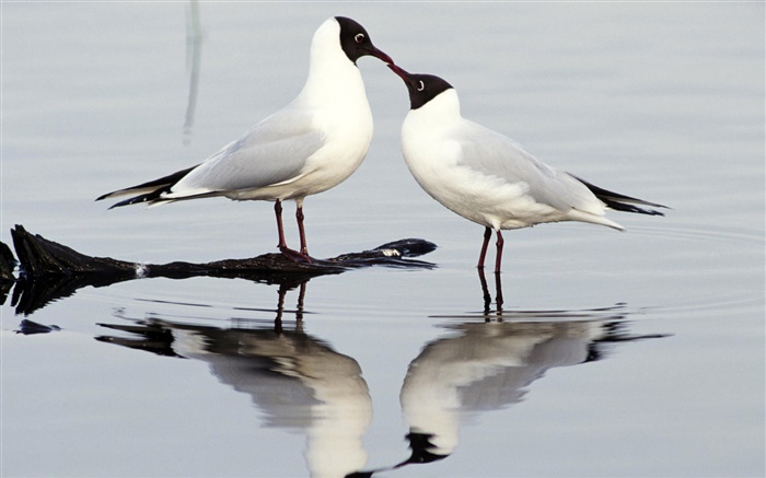 Black-headed gull, two birds, Europe Wallpapers Pictures Photos Images