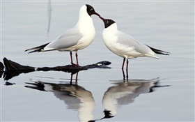 Black-headed gull, two birds, Europe HD wallpaper