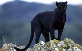 Black leopard