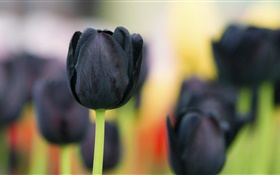 Black tulip flowers close-up HD wallpaper