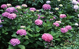 Blooming hydrangeas