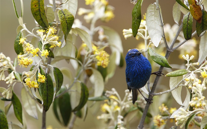 Blue-and-black tanager, birds, Peru Wallpapers Pictures Photos Images