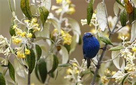 Blue-and-black tanager, birds, Peru