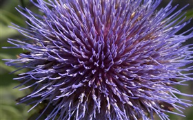 Blue and purple chrysanthemums, petals close-up HD wallpaper