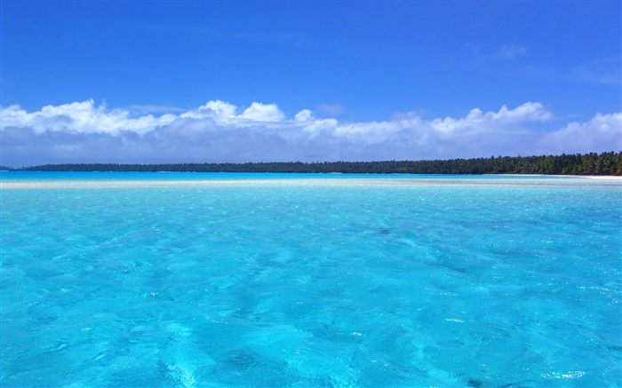 Blue coast scenery, palm trees, beach Wallpapers Pictures Photos Images