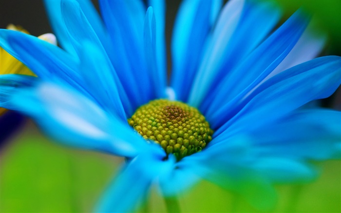 Blue flower petals macro Wallpapers Pictures Photos Images