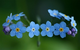 Blue flowers, forget-me HD wallpaper